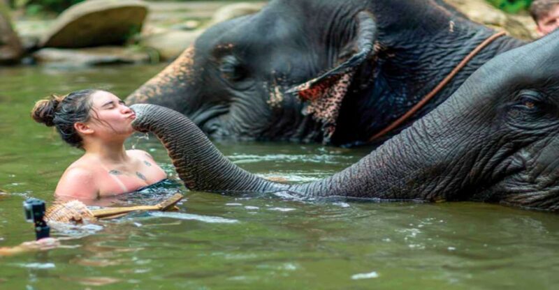 Khao Lak: Elephant Safari With Lunch - Experience Highlights