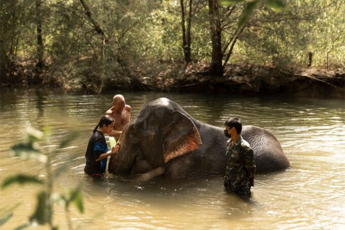 Khao Lak: Elephant Safari With Lunch - Bamboo Raft Ride and Wildlife