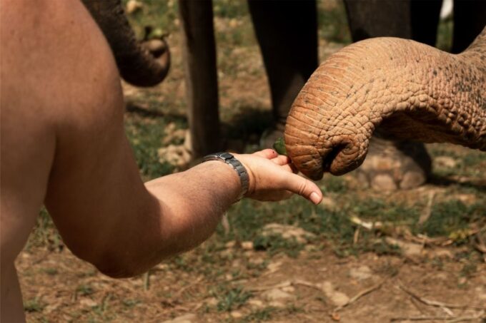 Khao Lak: Elephant Safari With Lunch - Elephant Camp Experience