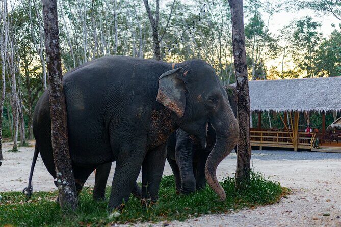 Khao Lak Elephant Sanctuary Full Day Small Group Tour - Final Thoughts