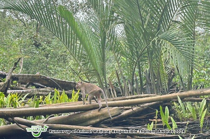 Khao Lak Elephant Sanctuary Visit and Mangrove Kayak Tour - A Deep Dive into the Tour Experience