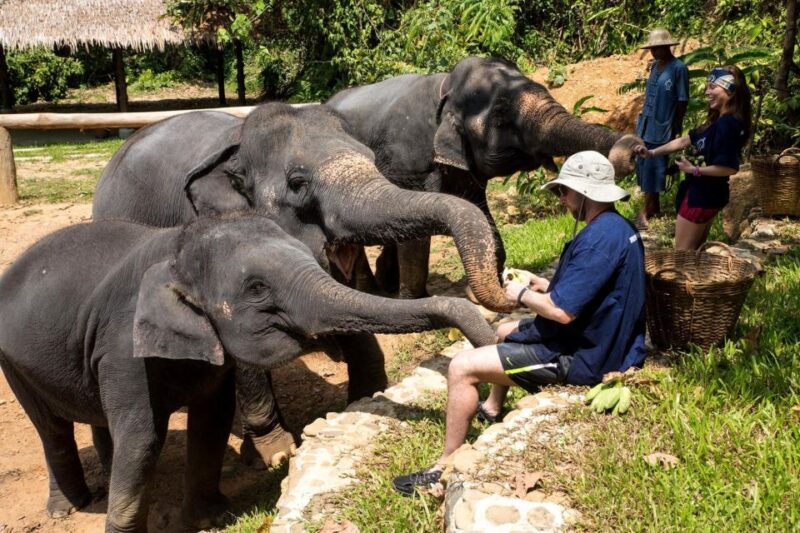 Khao Lak: Ethical Elephant Sanctuary Experience - Sanctuary Background