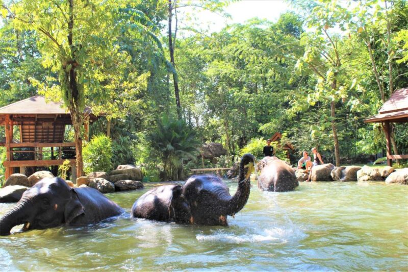 Khao Lak: Ethical Elephant Sanctuary Experience - Activity Highlights