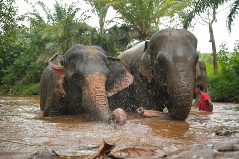 Khao Lak Ethical Elephant Sanctuary Overnight Program - Detailed Itinerary