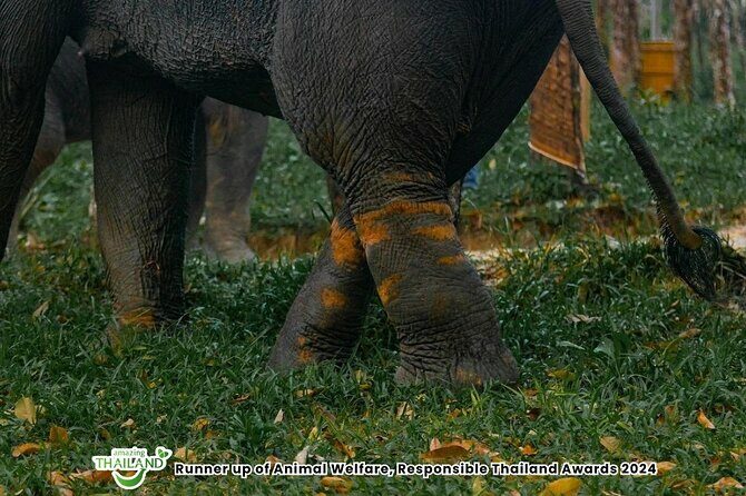 Khao Lak Ethical Elephant Sanctuary Small Group Tour - A Detailed Look at the Khao Lak Ethical Elephant Sanctuary Small Group Tour
