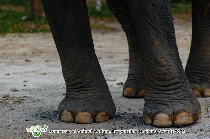 Khao Lak Ethical Elephant Sanctuary Small Group Tour - FAQ