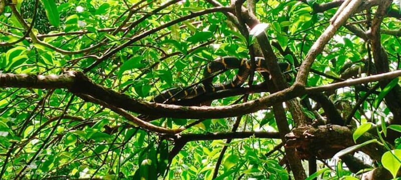 Khao Lak: Full-Day Khao Sok Jungle Walk and Canoeing Tour - An Overview of What to Expect