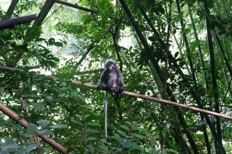Khao Lak: Full-Day Khao Sok Jungle Walk and Canoeing Tour - Authentic Experiences and the Value