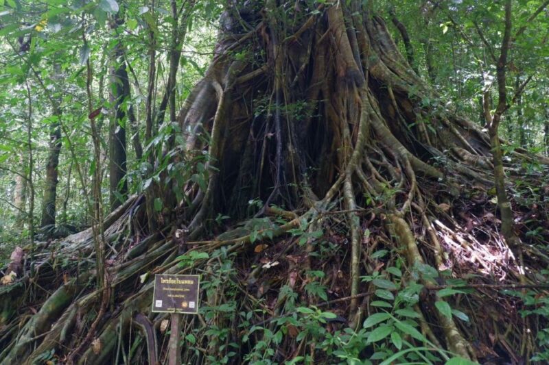 Khao Lak: Full-Day Khao Sok Jungle Walk and Canoeing Tour - Scenic Jungle Hike