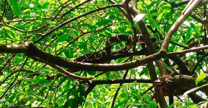 Khao Lak: Full-Day Khao Sok Jungle Walk and Canoeing Tour - Peaceful Canoe Ride