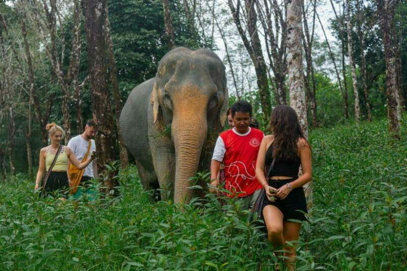 Khao Lak Guided Nature Walk & Elephant Experience - Discovering Khao Lak’s Natural Beauty