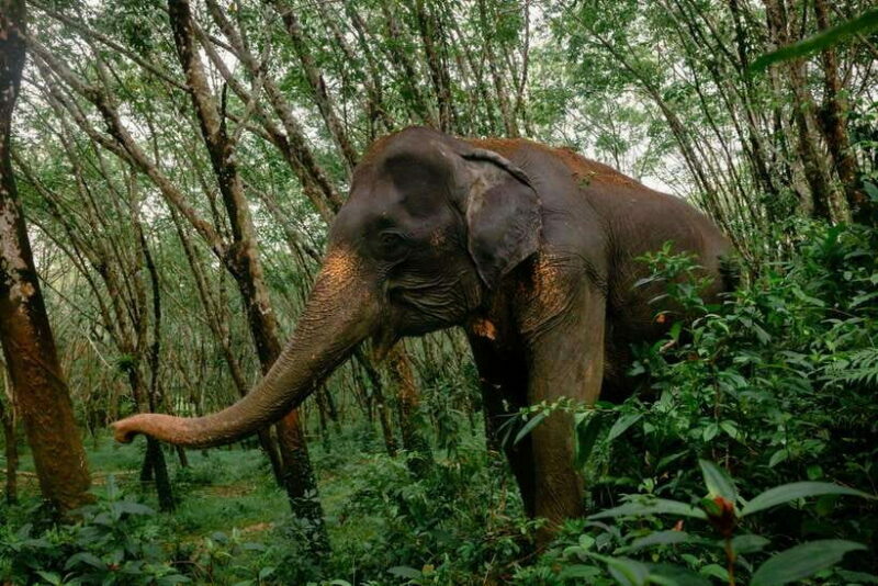 Khao Lak Guided Nature Walk & Elephant Experience - What the Tour Entails