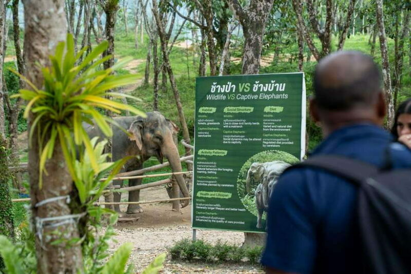 Khao Lak Guided Nature Walk & Elephant Experience - The Experience at a Glance