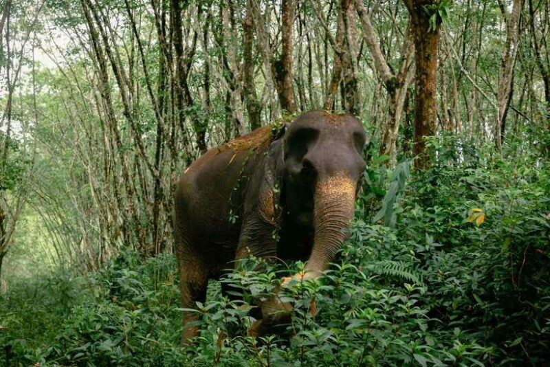 Khao Lak Guided Nature Walk & Elephant Experience - Practical Tips for Your Visit
