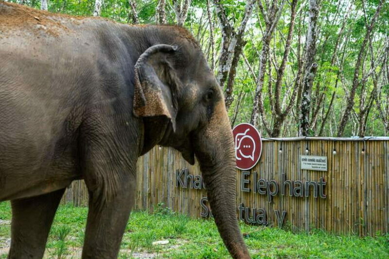 Khao Lak Guided Nature Walk & Elephant Experience - Final Thoughts
