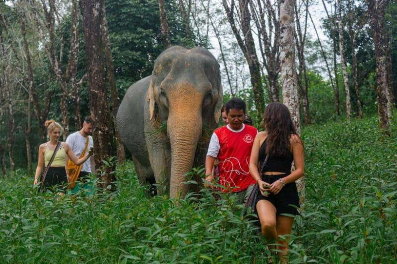Khao Lak Guided Nature Walk & Elephant Experience - Local Flora and Fauna