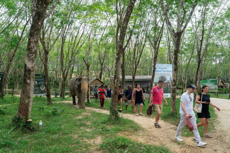 Khao Lak Guided Nature Walk & Elephant Experience - Observing Elephants in Their Natural Habitat