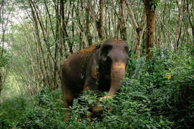 Khao Lak Guided Nature Walk & Elephant Experience - Frequently Asked Questions