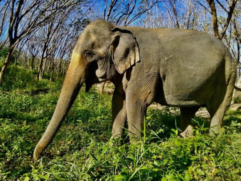 Khao Lak: Guided Walk & Feed Elephant Experience With Pickup - Booking Information