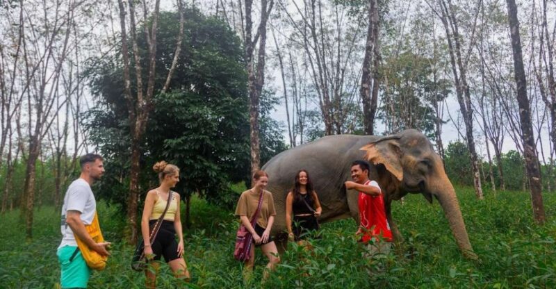 Khao Lak: Guided Walk & Feed Elephant Experience With Pickup - Pickup and Transportation