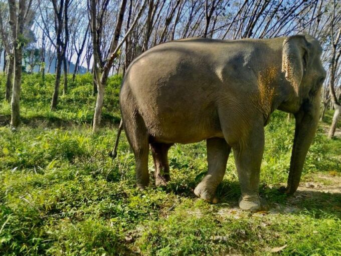 Khao Lak: Guided Walk & Feed Elephant Experience With Pickup - Important Considerations