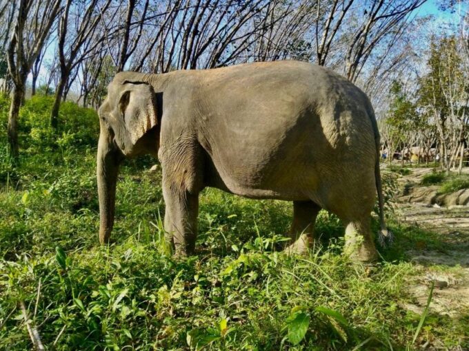 Khao Lak: Guided Walk & Feed Elephant Experience With Pickup - Recap