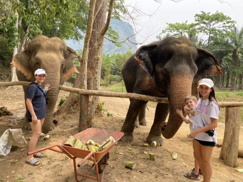 Khao Lak: Khao Sok Elephant Sanctuary and Night Jungle Walk - Itinerary Highlights