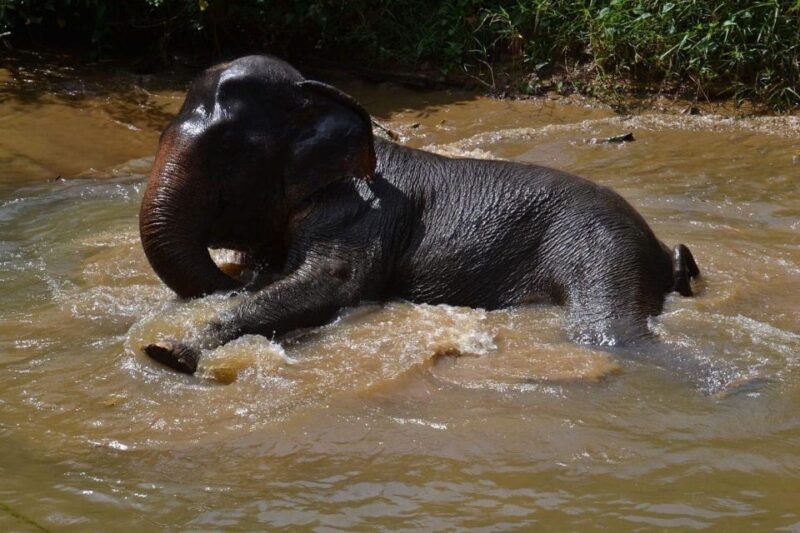 Khao Lak: Khao Sok Elephant Sanctuary and Night Jungle Walk - Elephant Sanctuary Experience