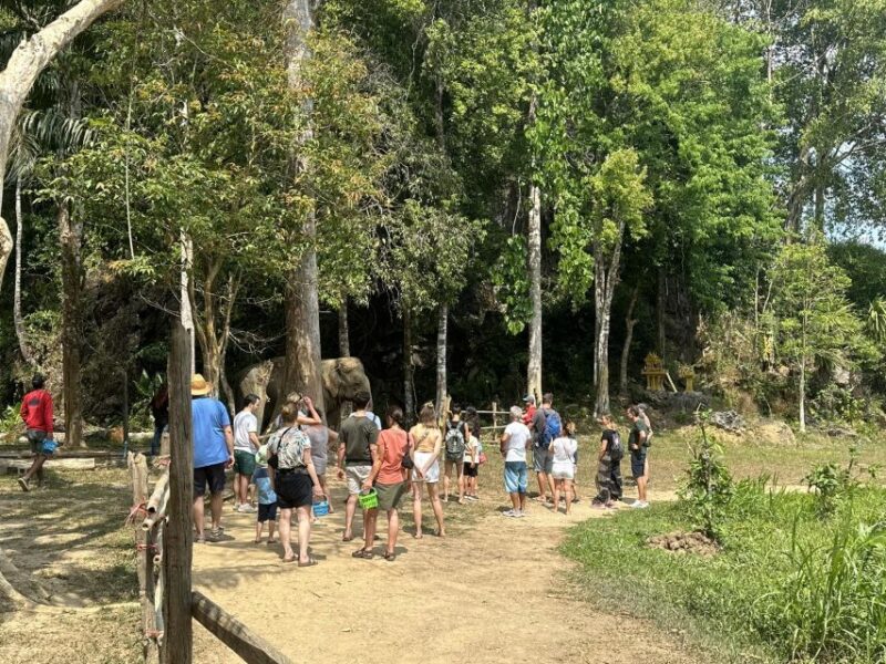Khao Lak: Khao Sok Elephant Sanctuary and Night Jungle Walk - Jungle Adventure and Cultural Immersion