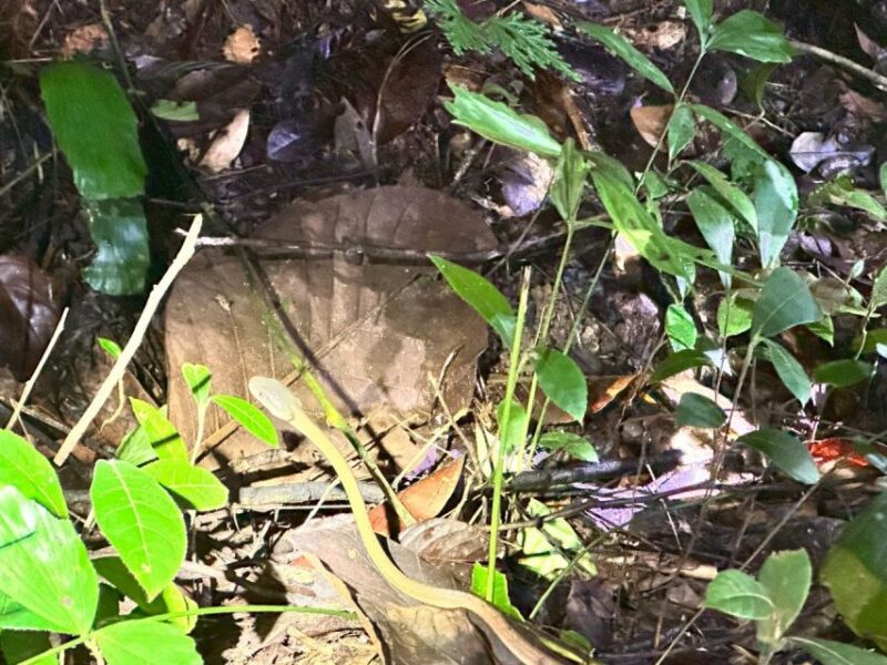 Khao Lak: Khao Sok Elephant Sanctuary and Night Jungle Walk - Important Information
