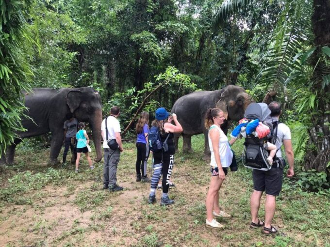 Khao Lak: Khao Sok Elephant Sanctuary and Night Jungle Walk - Cancellation Policy