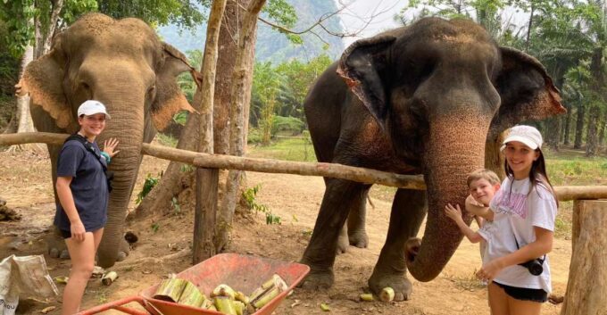 Khao Lak: Khao Sok Elephant Sanctuary and Night Jungle Walk - Frequently Asked Questions
