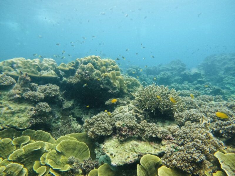 Khao Lak: Phi Phi & Bamboo Island Day Trip by Speedboat - Pricing and Discounts