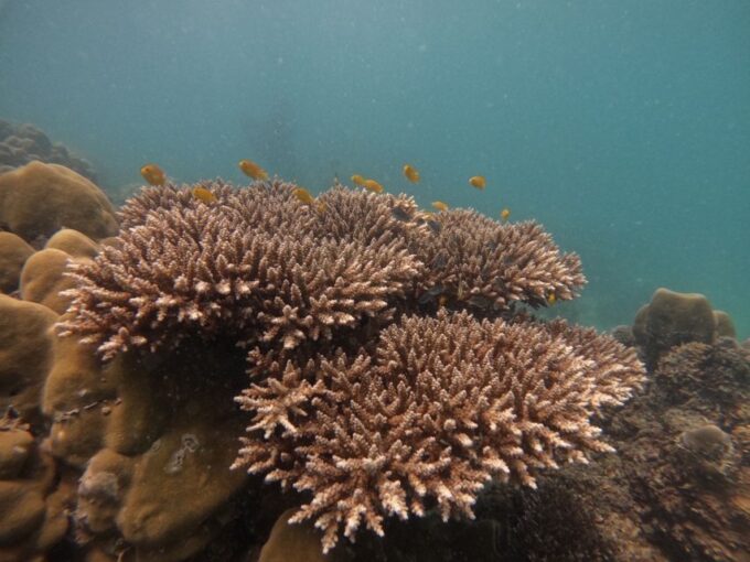 Khao Lak: Phi Phi & Bamboo Island Day Trip by Speedboat - Frequently Asked Questions