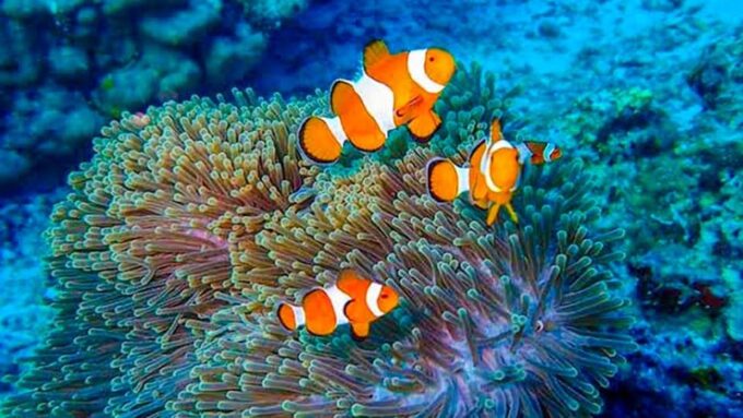 Khao Lak/Phuket: Similan Islands Wonderful Trip by Speedboat - Dining and Refreshments