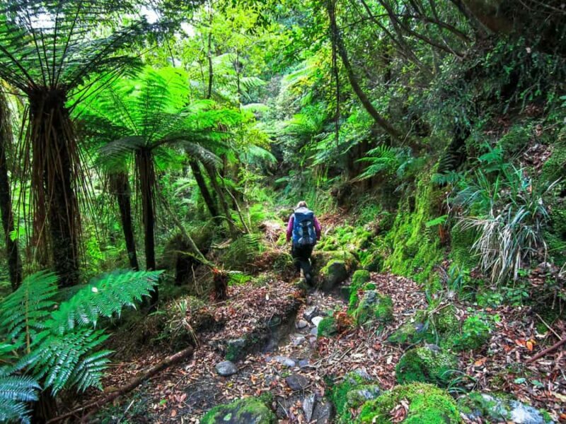 Khao Lak: Private Khao Sok Jungle Safari with Bamboo Rafting - A Closer Look at the Experience