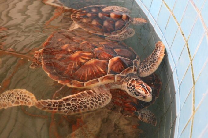 Khao Lak: Raft Expedition & Sea Turtle Conservation Center - Inclusions