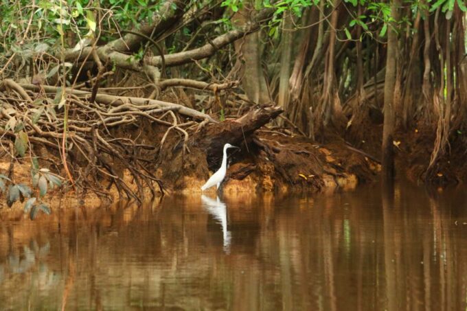 Khao Lak: Sri Phang Nga Canoe and Tam Nang Waterfall Tour - Canoe Along Sang-Nea River