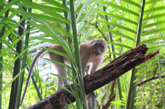 Khao Lak: Sri Phang Nga Canoe and Tam Nang Waterfall Tour - Frequently Asked Questions