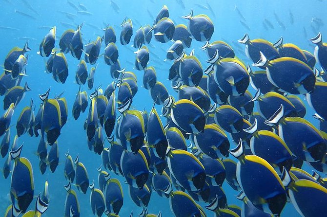 Khao Lak to Similan Islands Snorkeling Tour - Activities and Experiences