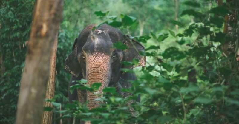 Khao Lak: Unique Dawn Ethical Elephant Sanctuary Experience - Key Points