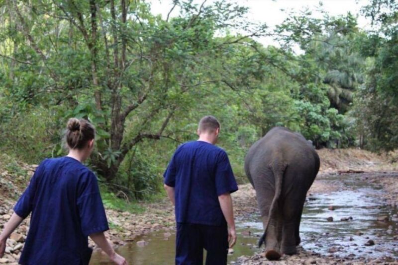 Khao Lak: Unique Dusk Ethical Elephant Sanctuary Experience - Sanctuary Highlights