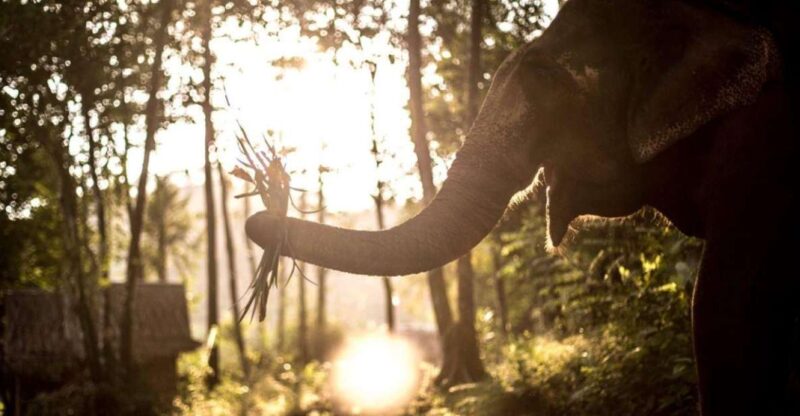 Khao Lak: Unique Dusk Ethical Elephant Sanctuary Experience - Frequently Asked Questions
