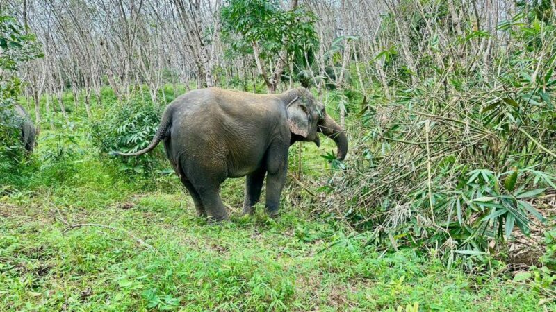 Khao Lak: Waterfall,Sea Turtle,Elephant Care,Meal & Transfer - Who Will Love This Tour?