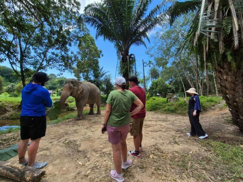 Khao Lak: Waterfall,Sea Turtle,Elephant Care,Meal & Transfer - The Sum Up