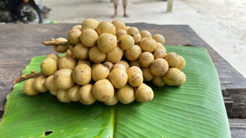 Khao Lak Wild ATV Quad Bike & Gentle Giants Experience - Key Points