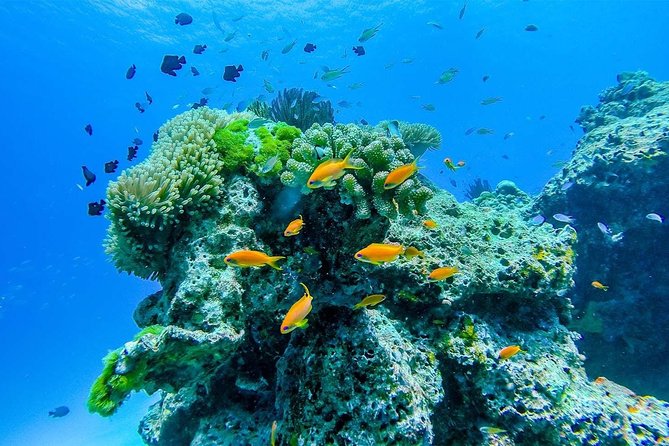 Khao Lak: Wow Andaman Snorkeling Trip to Surin Islands - Snorkeling in Emerald Waters