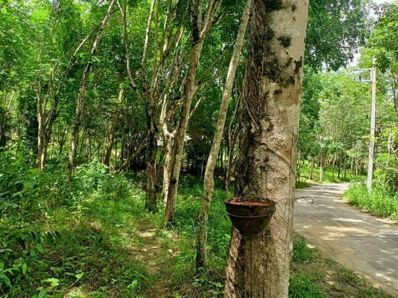 Khao Laks Best: Elephant Sanctuary,Rubber Tapping&Waterfall - The Details of the Tour