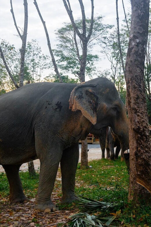 Khao Laks Best: Elephant Sanctuary,Rubber Tapping&Waterfall - Practical Tips