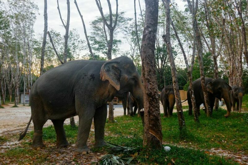 Khao Laks Best: Elephant Sanctuary,Rubber Tapping&Waterfall - Final Thoughts